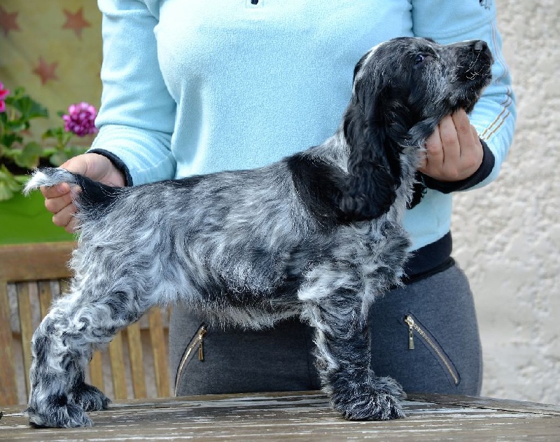 Du Domaine Du Saphir Blanc - Cocker Spaniel Anglais - Portée née le 27/01/2016